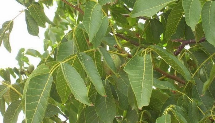 Juglans regia