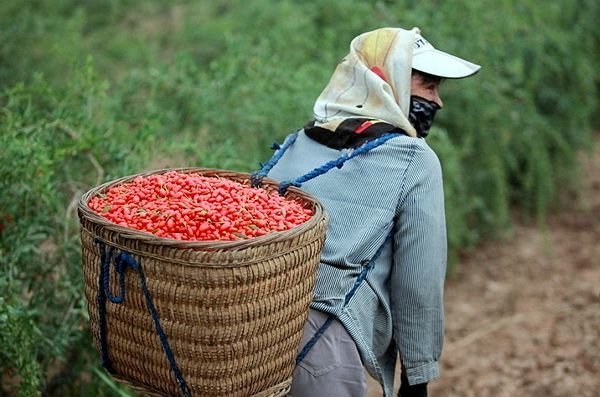 годжи противопоказания