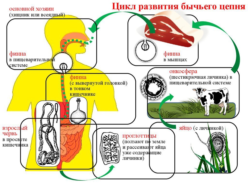 Жизненный цикл бычьего цепня