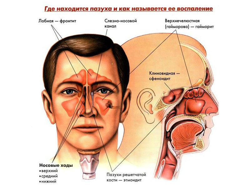 Околоносовые синусы Околоносовые синусы