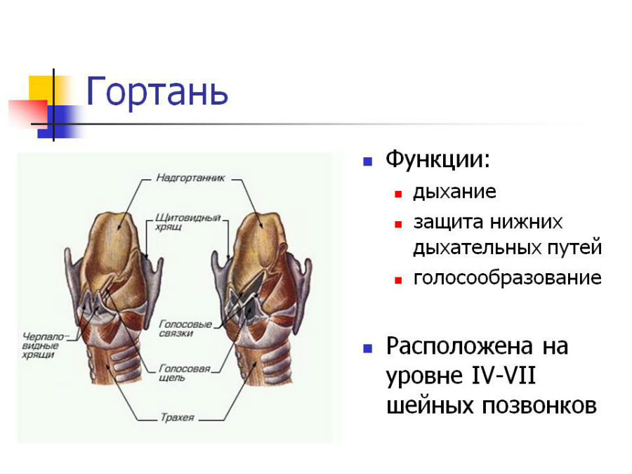 Гортань Гортань