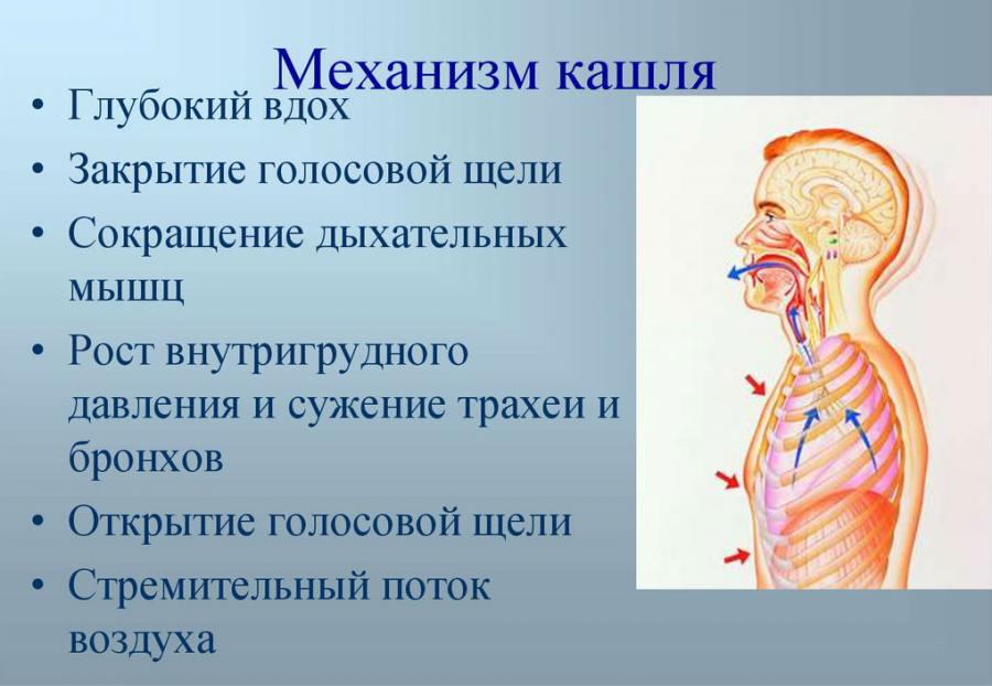 Механизм кашля