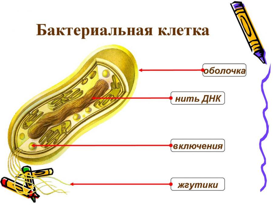 Строение бактерии