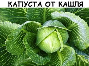 Капуста