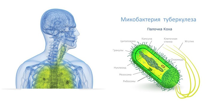 Микобактерия туберкулеза