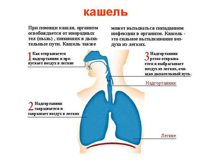 Механизм образования кашля
