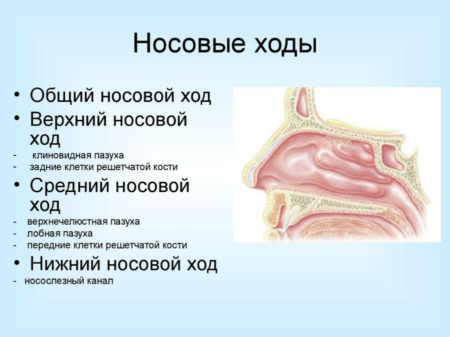 Носовые ходы Носовые ходы