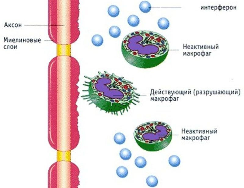 Интерферон и макрофаги