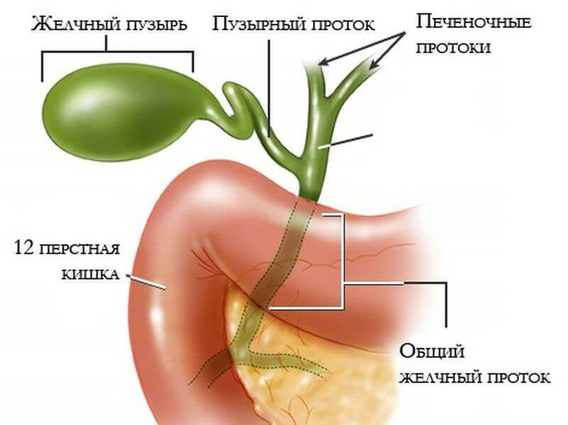 Билиарная система