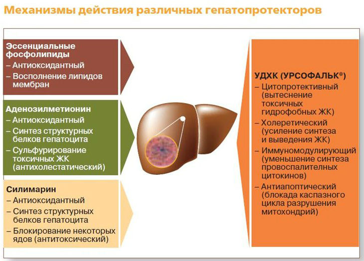 Гепатопротекторы