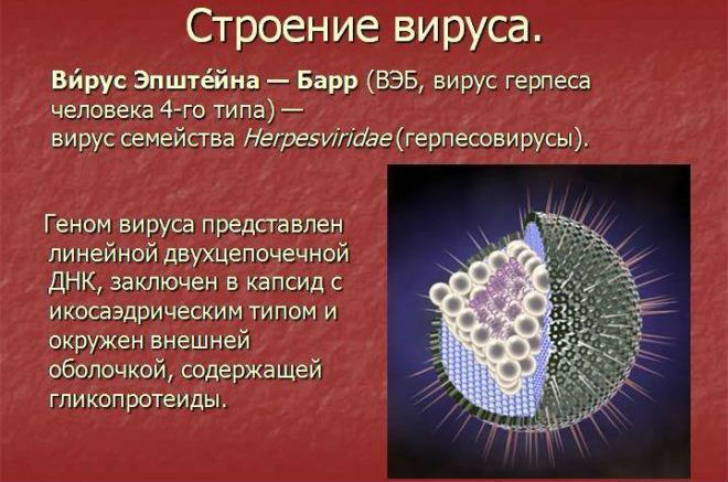 Строение вируса при мононуклеозе
