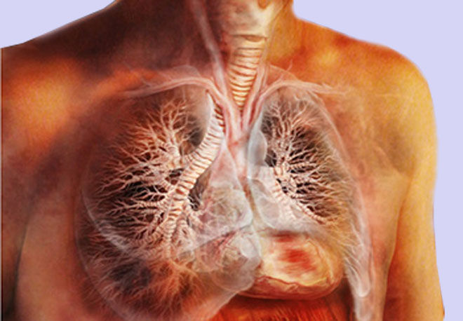 Бронхи и трахея