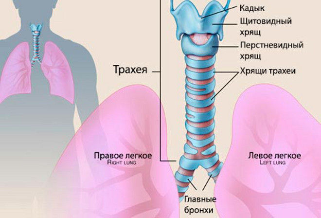 Строение трахеи