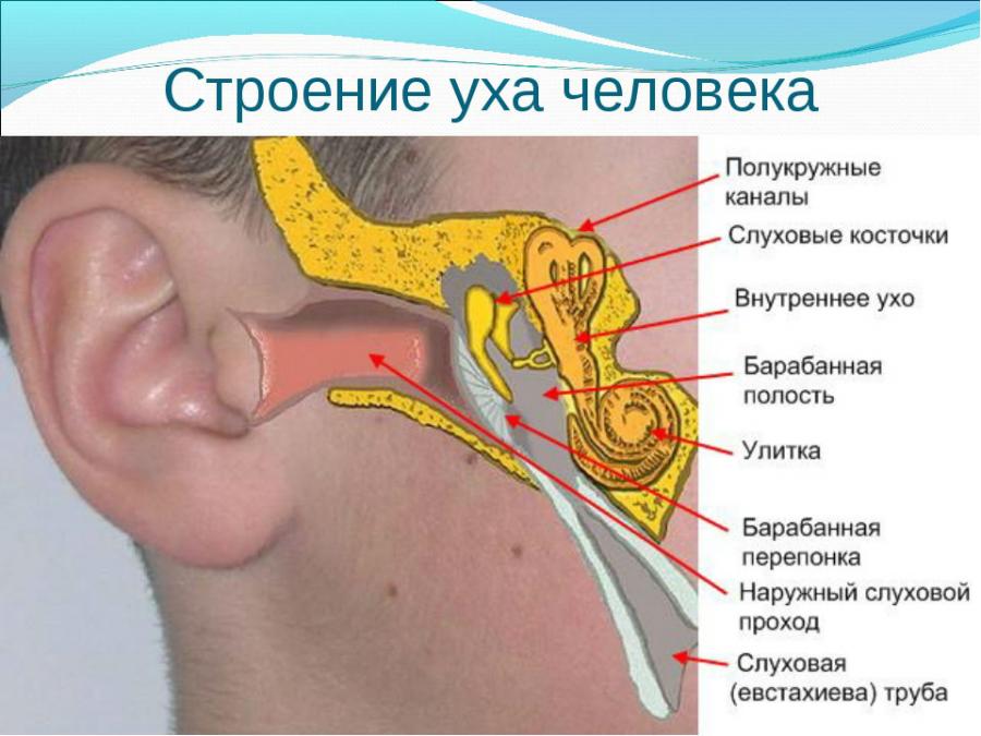 Строение уха