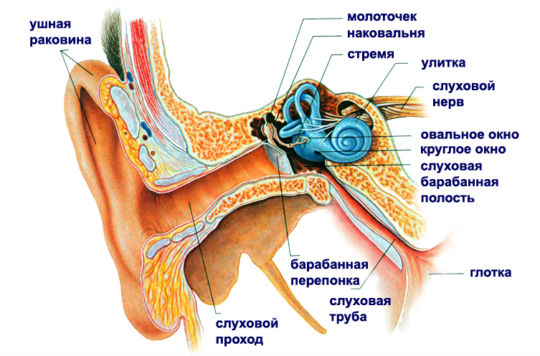 Строение органа слуха