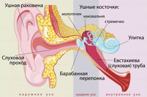 Строение уха Строение уха
