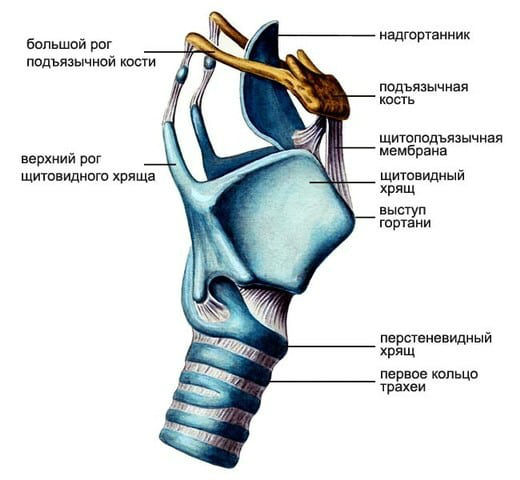 Хрящи гортани