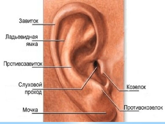 Строение наружного уха
