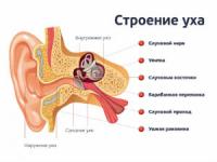 Строение уха