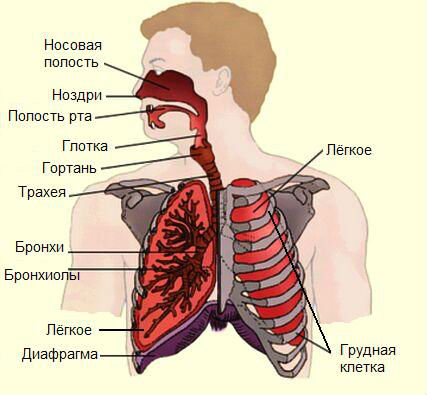 Дыхательная система Дыхательная система