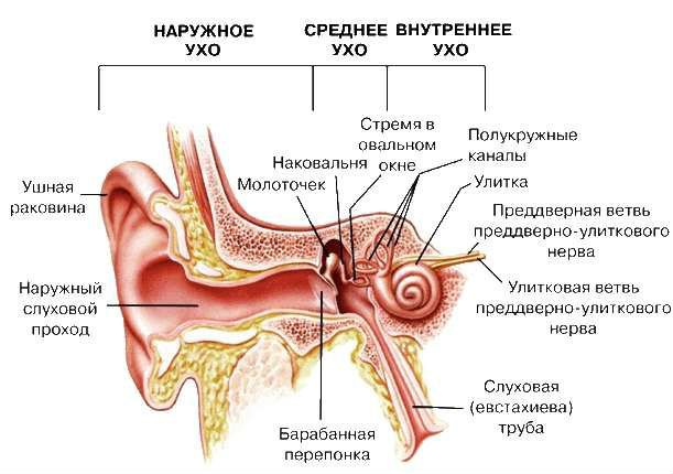 Строение уха Строение уха