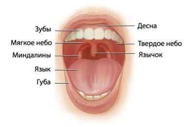 Миндалины Миндалины