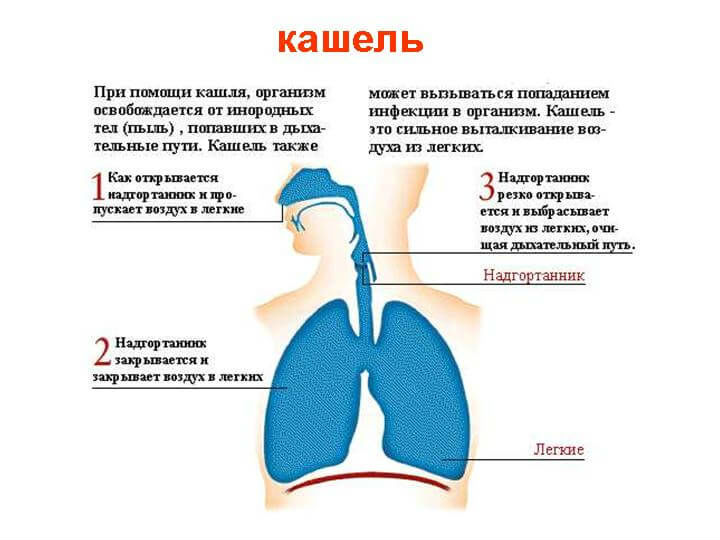 Кашель